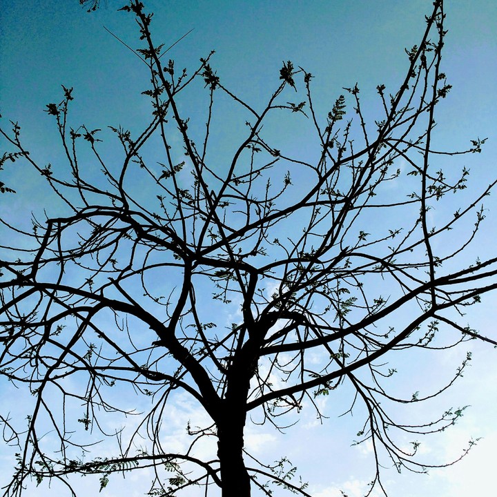 Gulmohar Tree ❤