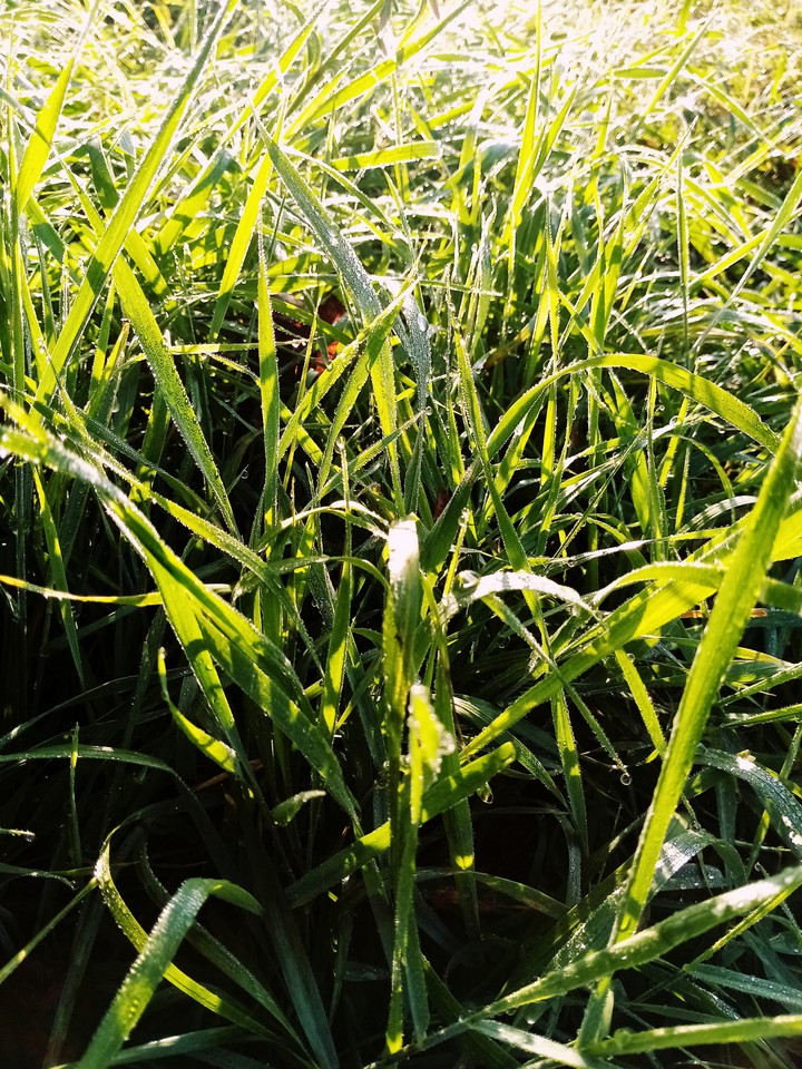 Grass