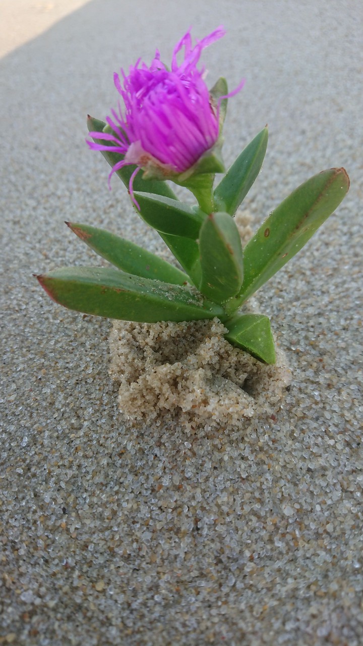 sea