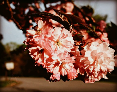 cherry blossoms
