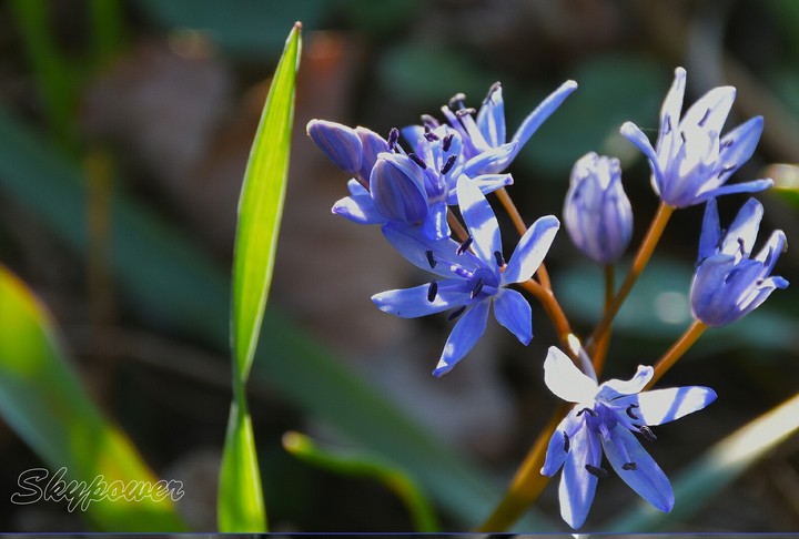 flower