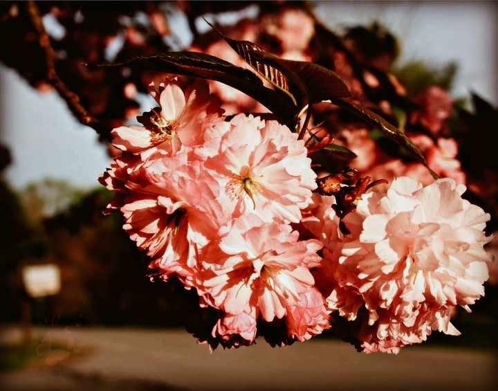 cherry blossoms