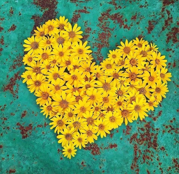 Daisies