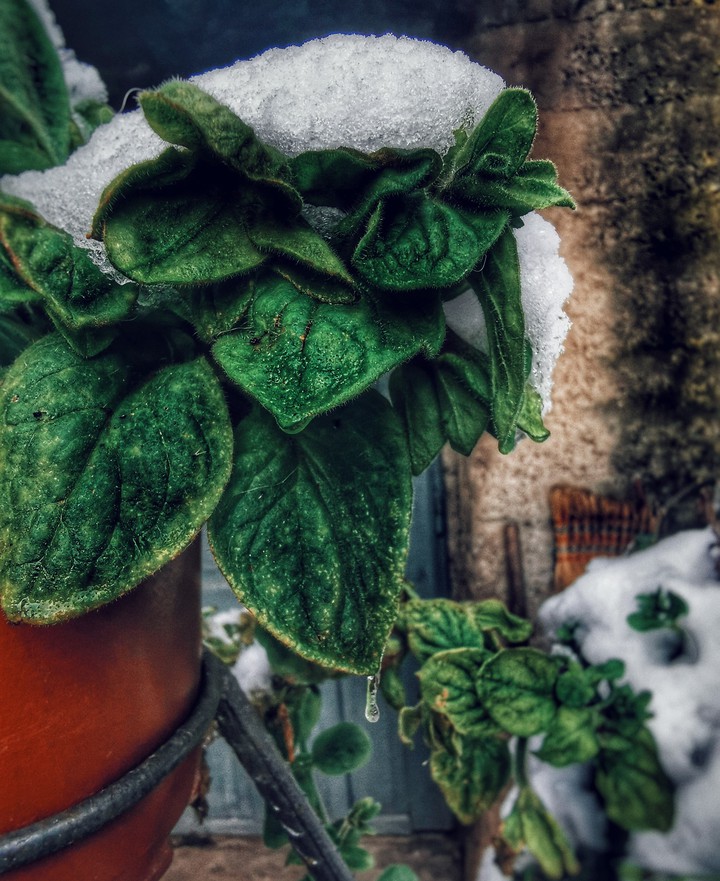snow on the plant