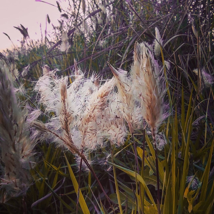field