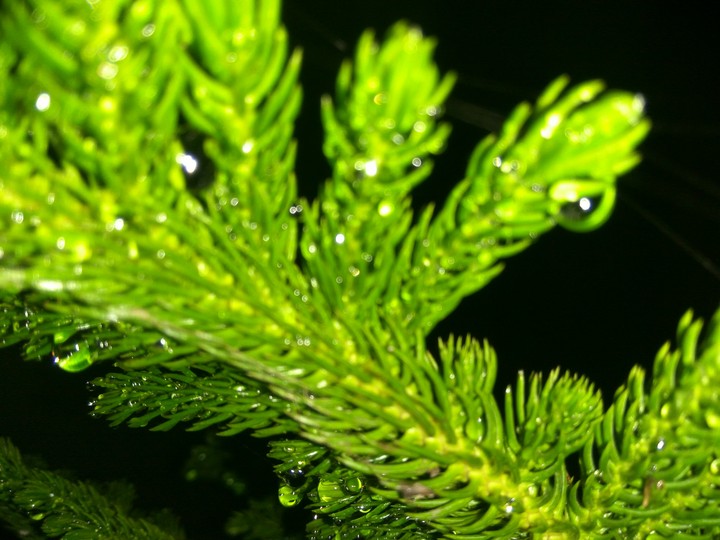 drops....