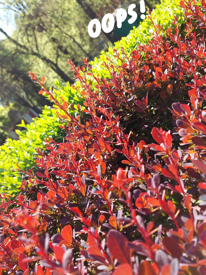 bush