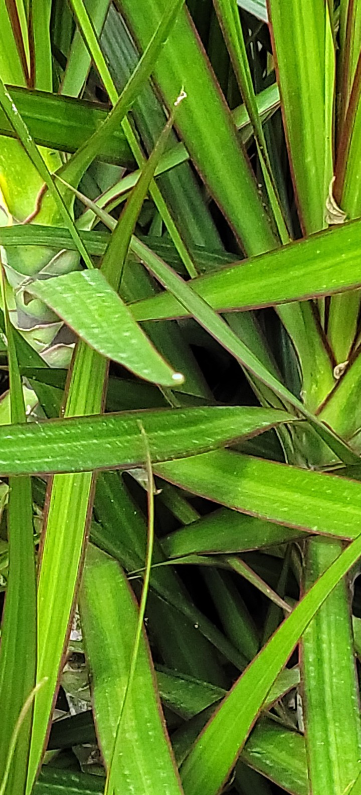 verde verde