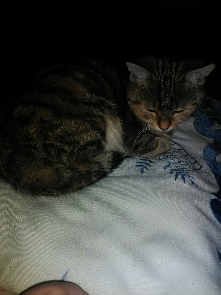 Katze