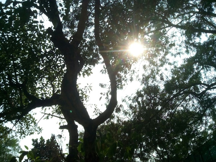 trees