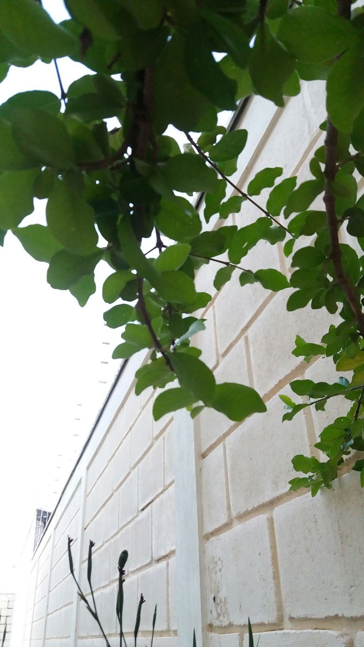 plant