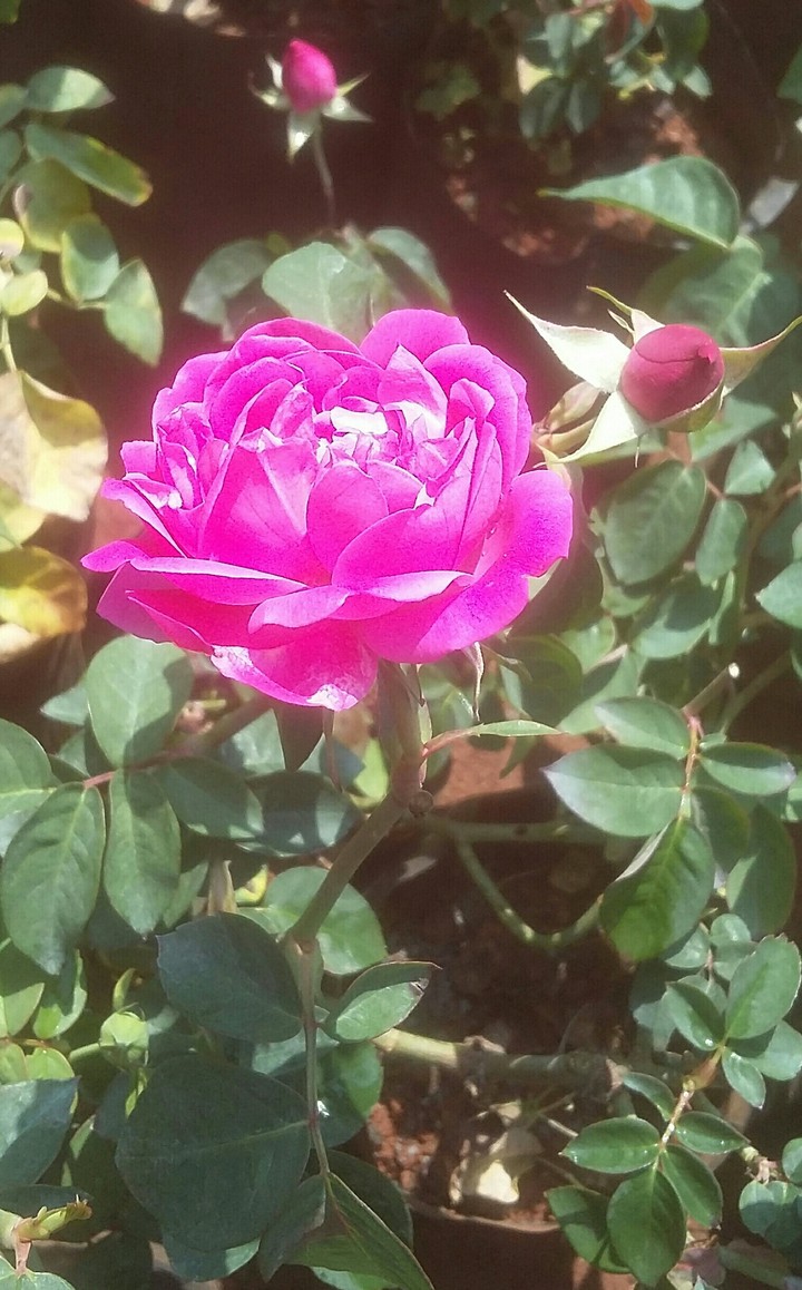 Rose