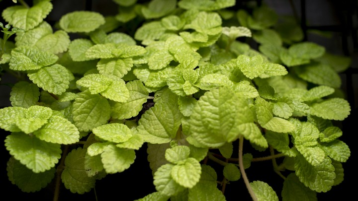 green leaves