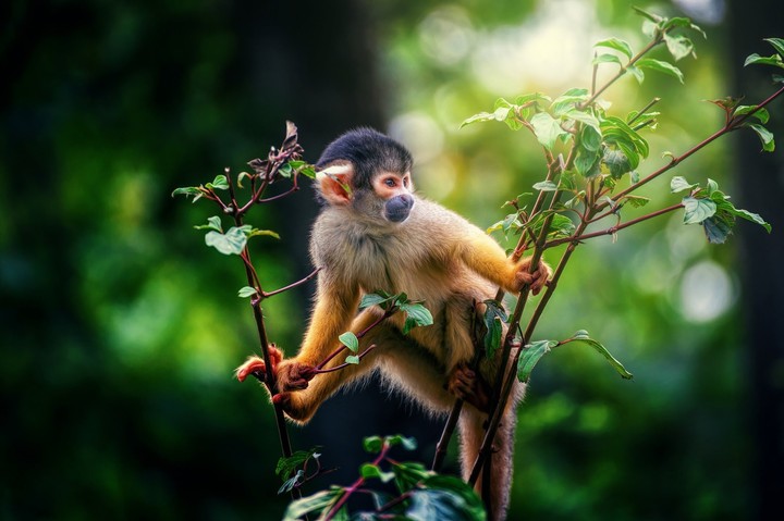 squirrel monkey