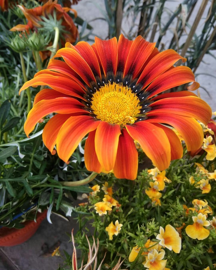 Orange flower
