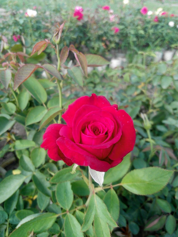 I £♥V€ ROSE..
