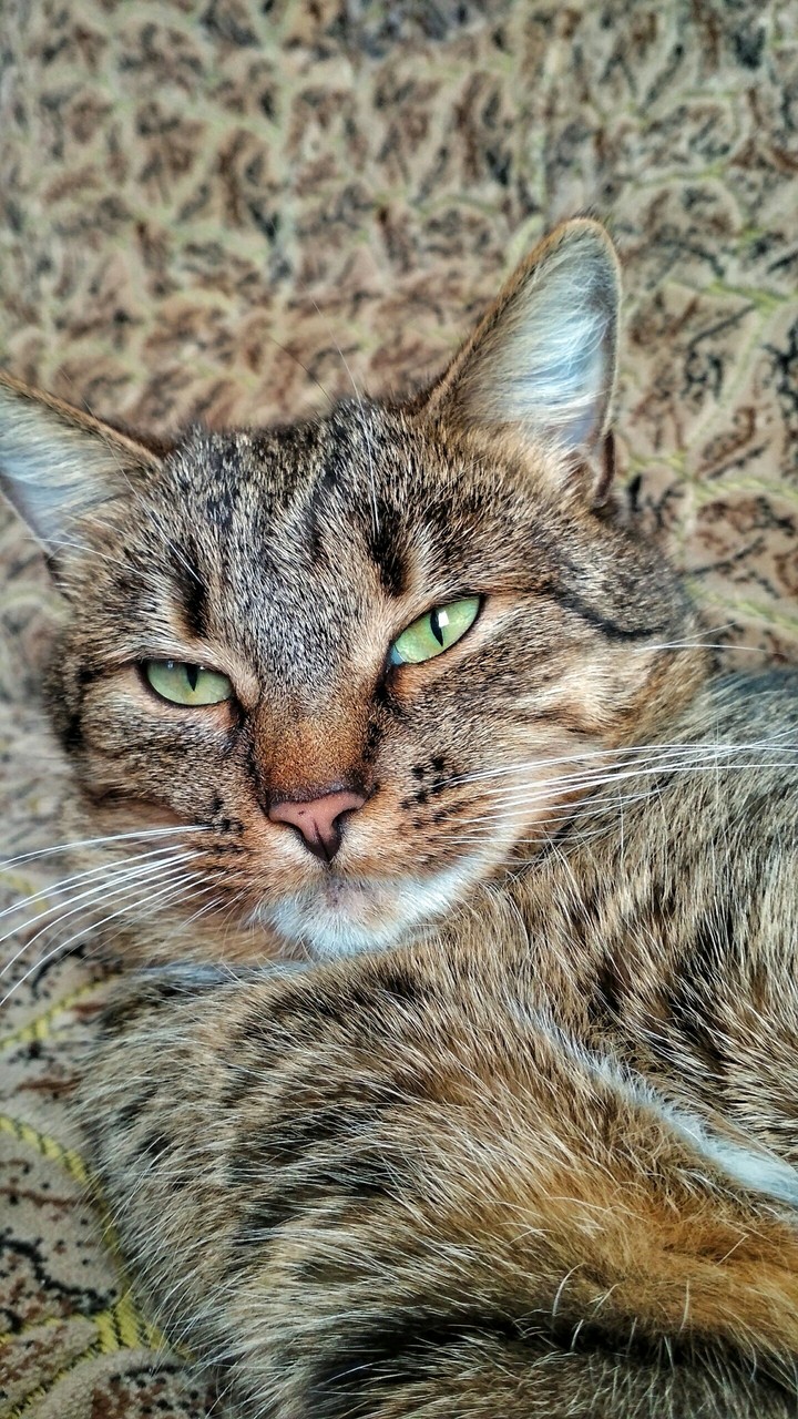 cat