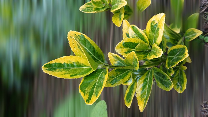plant