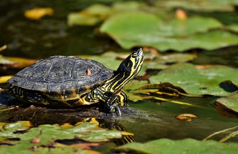 hình nền trachemys, turtle