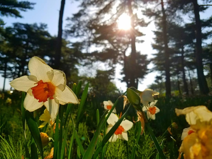花