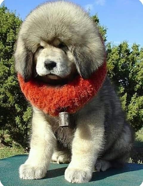 серьезный