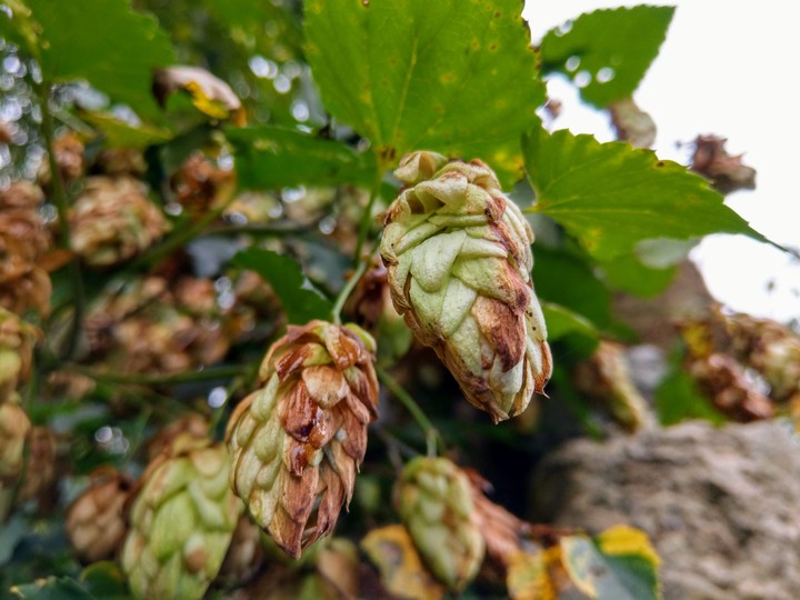 Hops