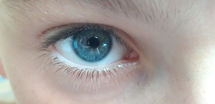Little boy blue eye