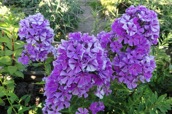 my violet phloxes