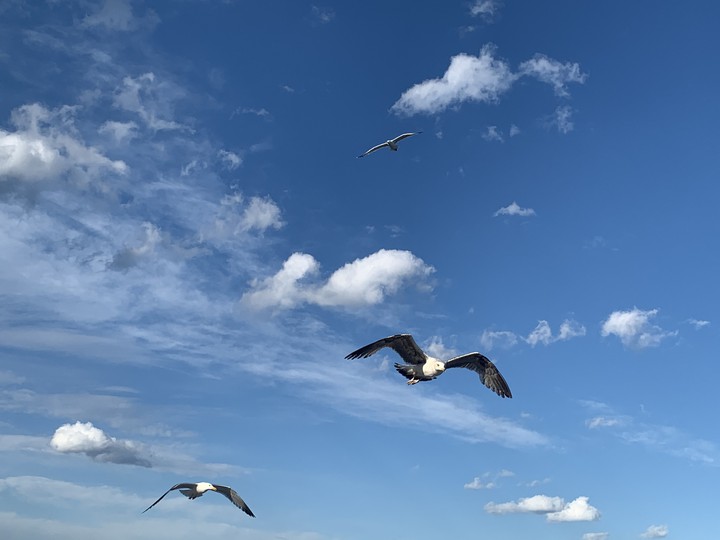 gaviotas