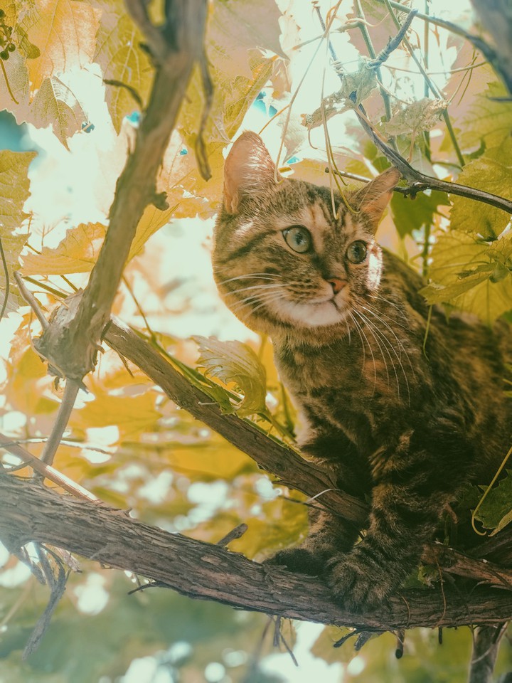 Cat on ?