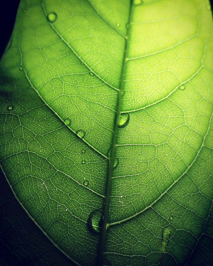 green??