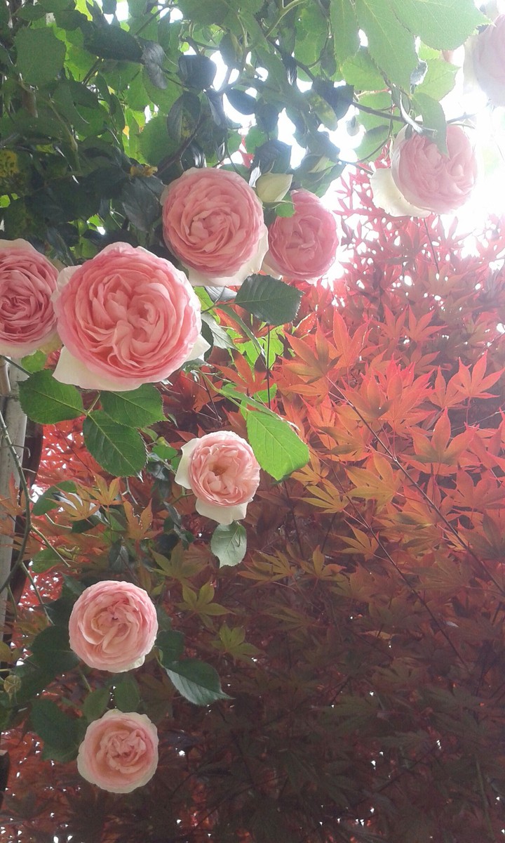 Rose e acero