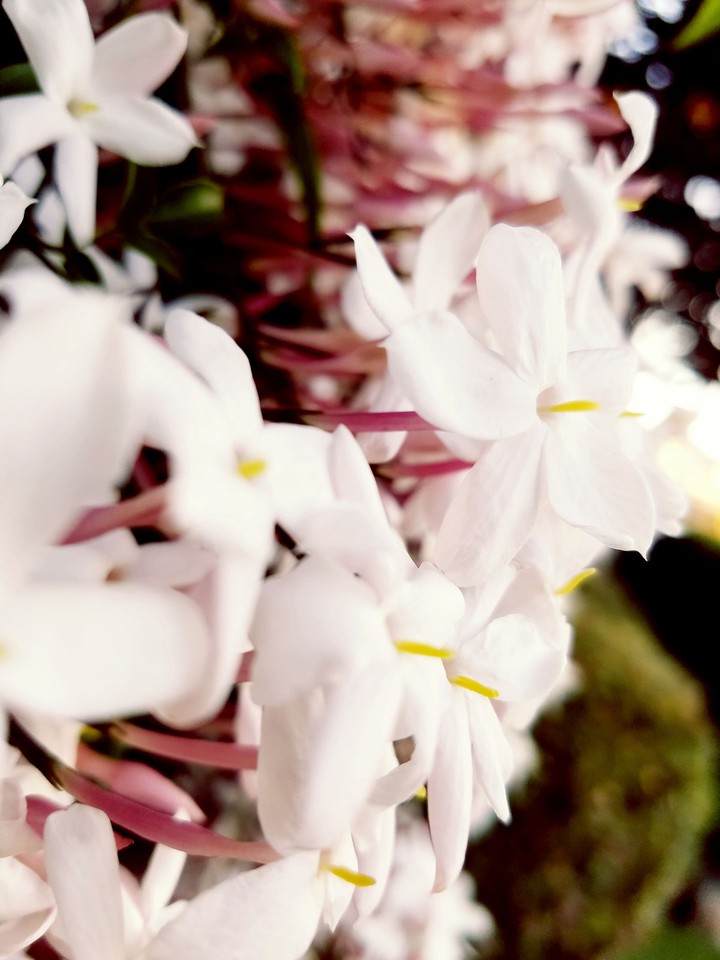 Bloom