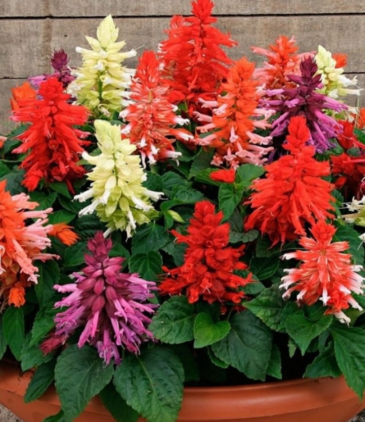 plant