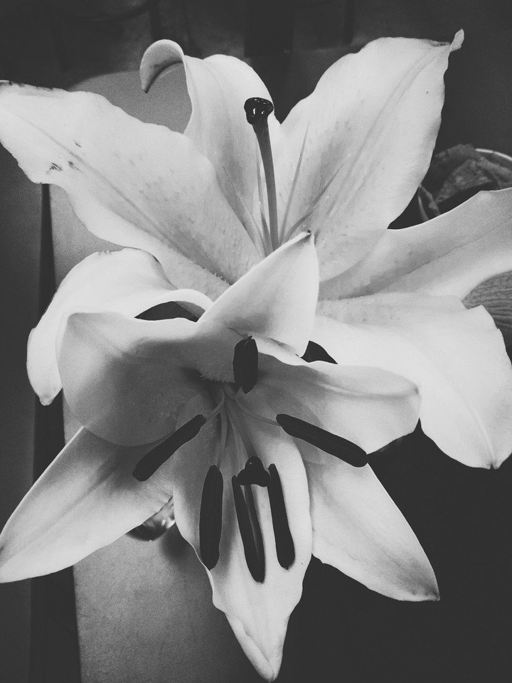 Flor