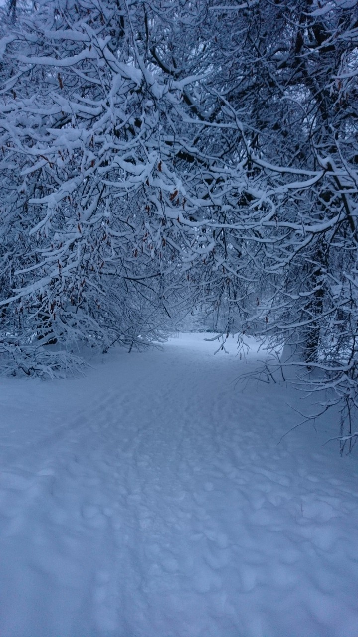 Утро. Зимний лес.