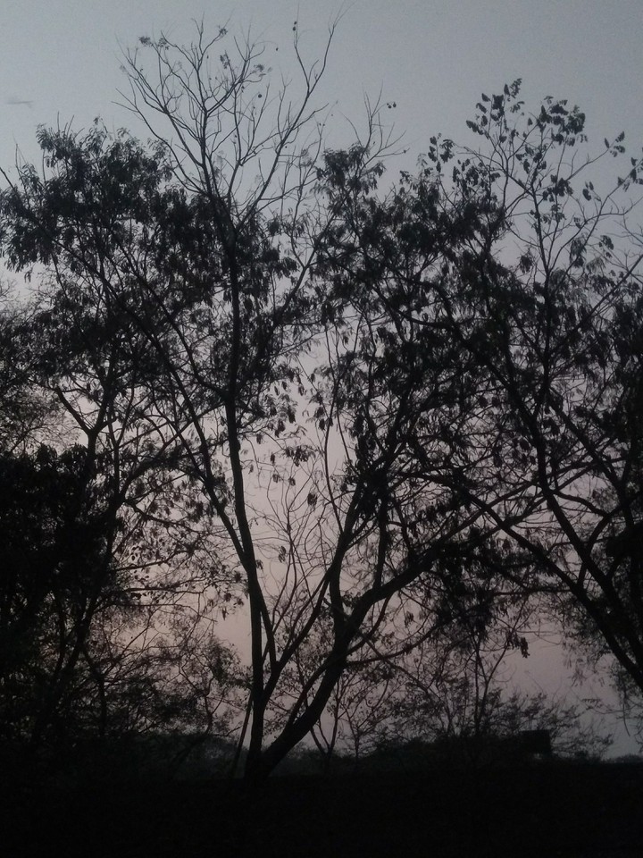 Nature. Cheaper than Therapy.