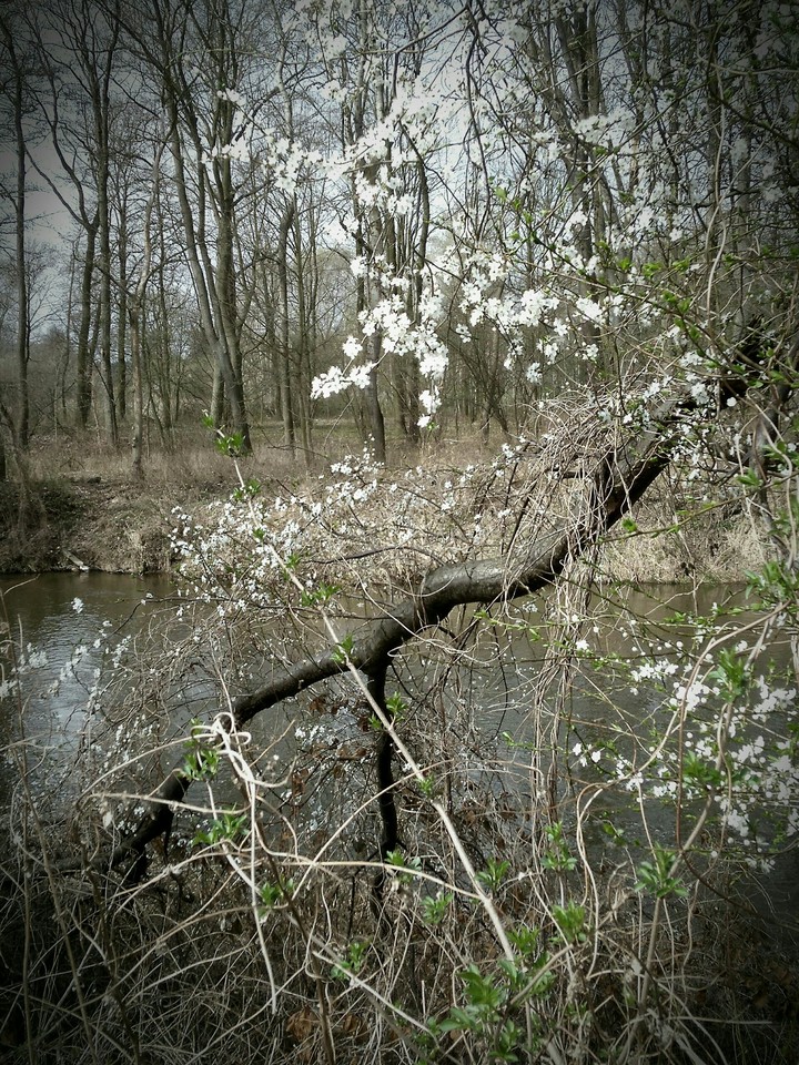 Spring is coming