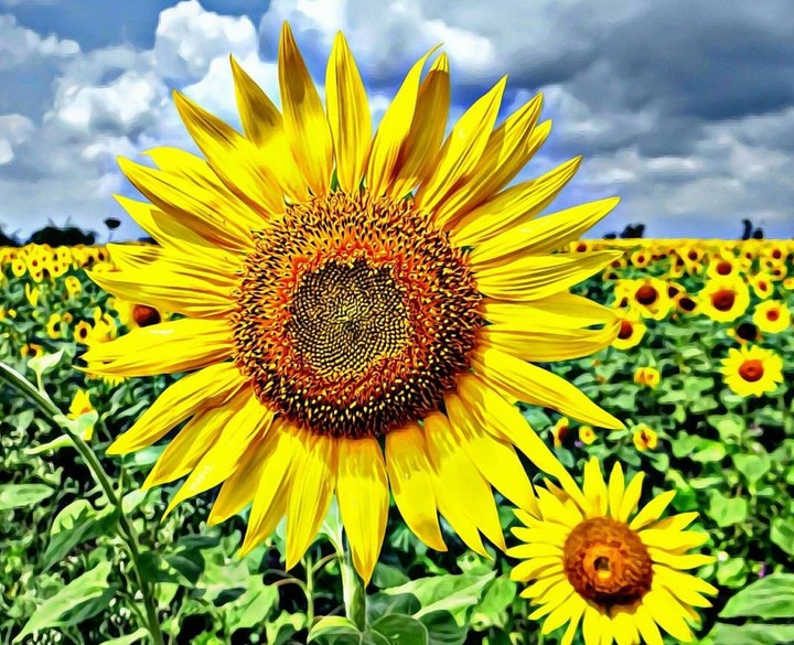 sunflower
