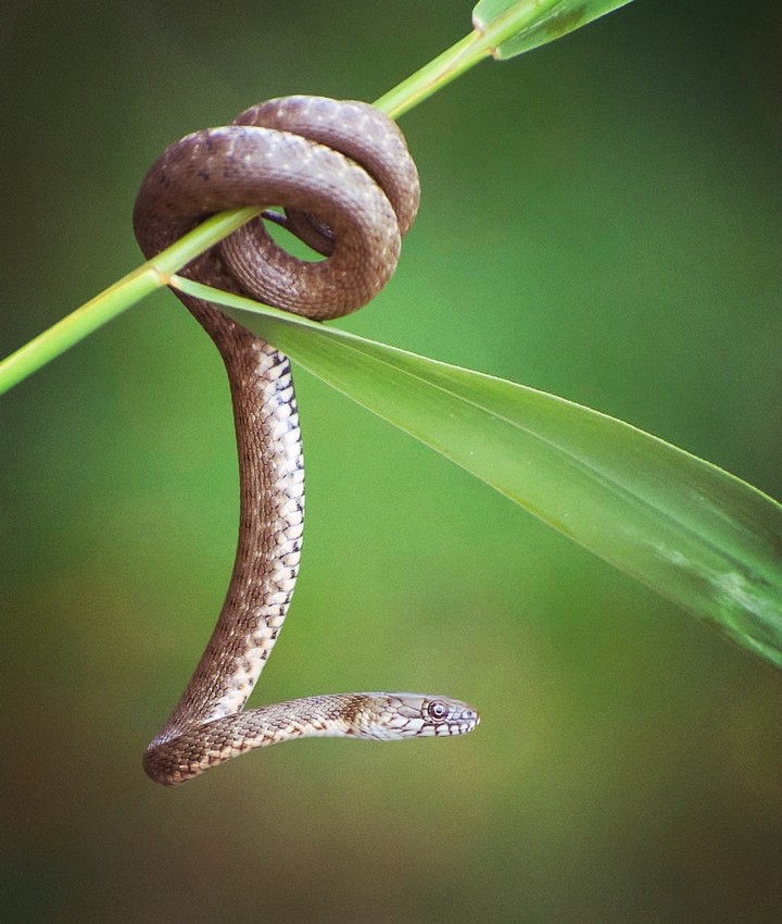 Snake