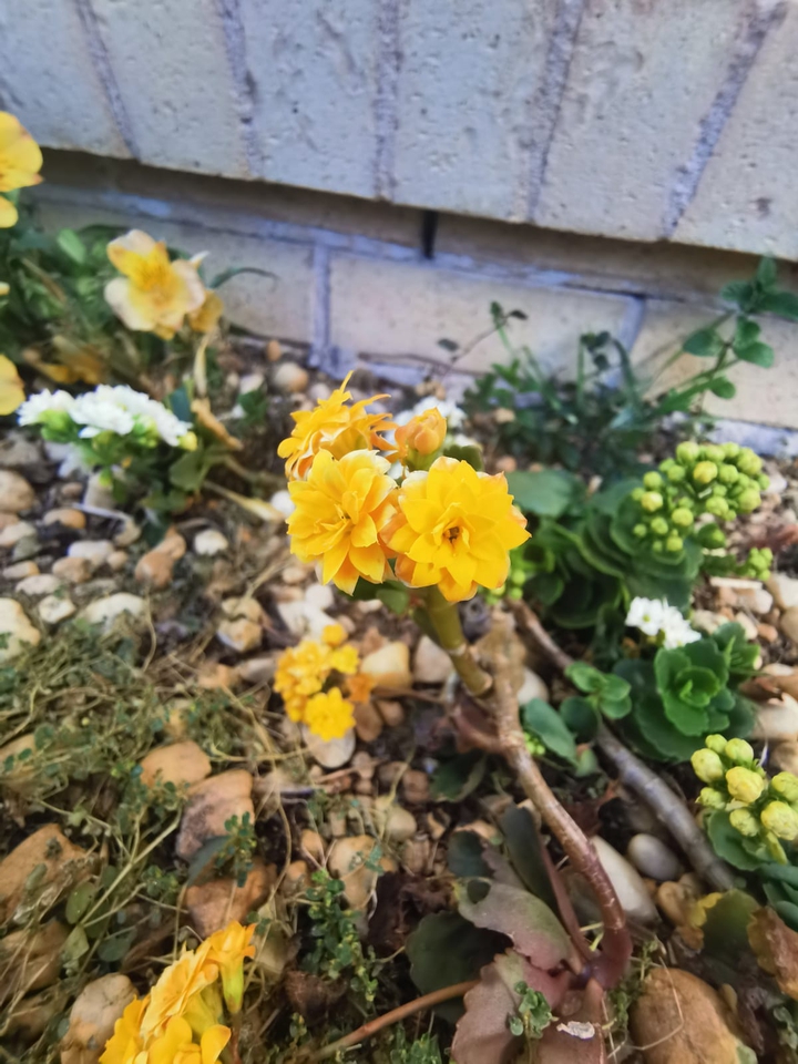 Spring of Australia ??, Huawei camera