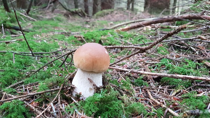 mushroom