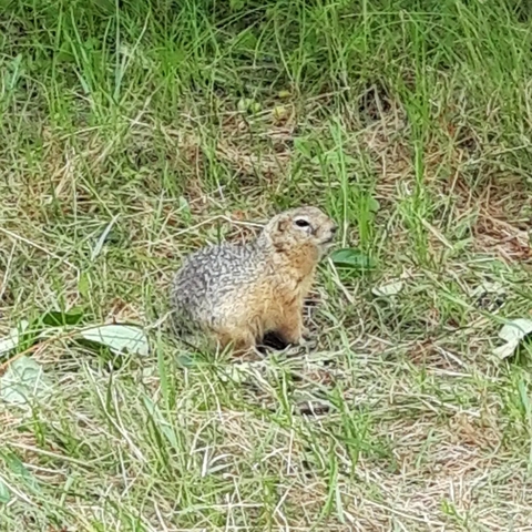 rodent, Squirrel háttérképek