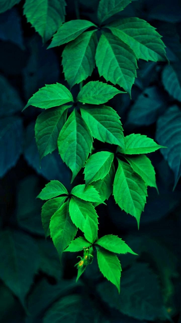 leaf