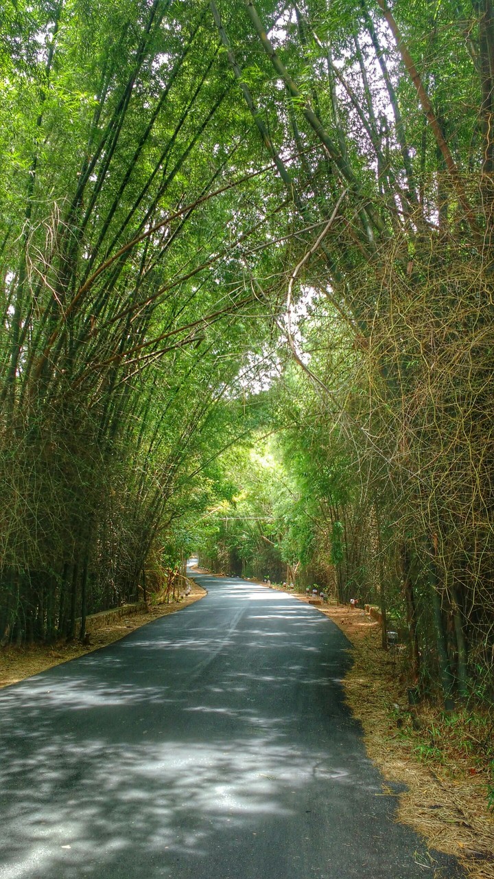 bamboos