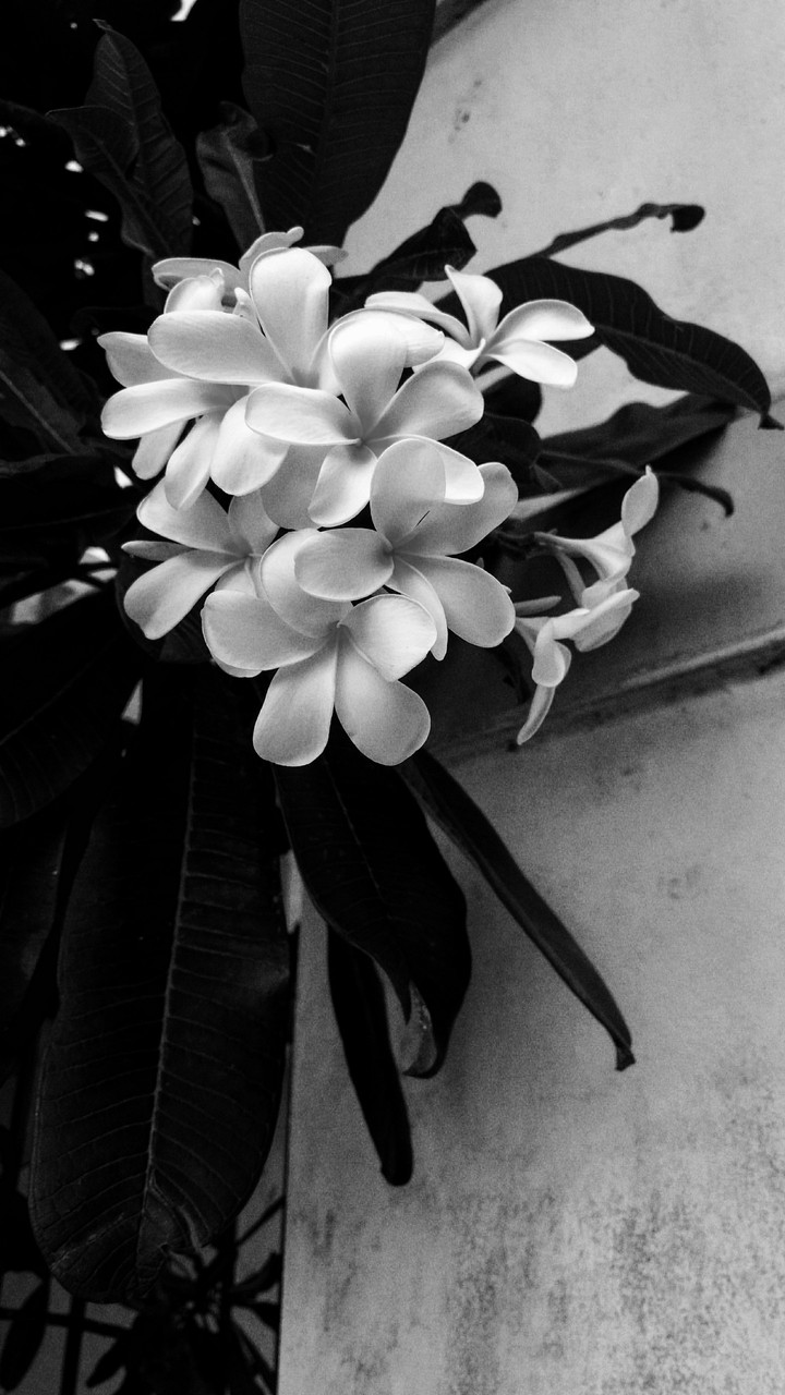 black n white