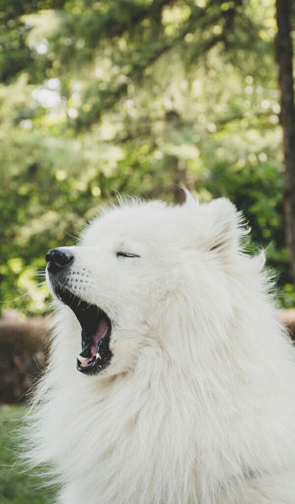 Cute doggy<3