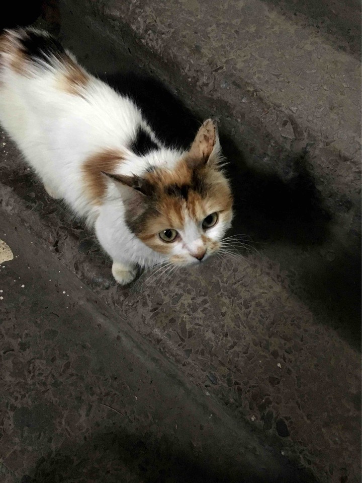cat