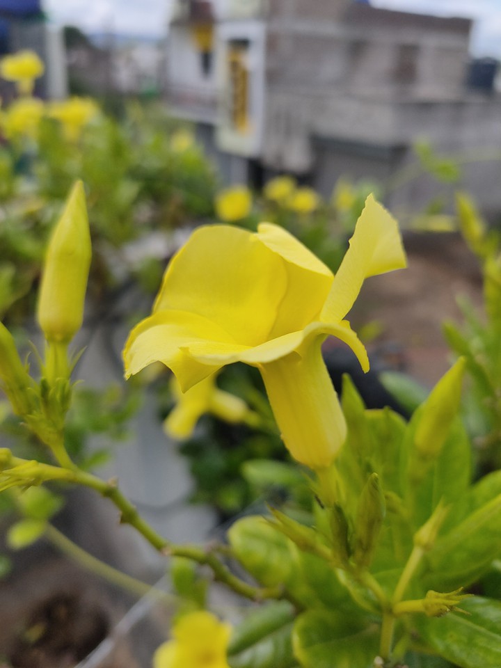 flower