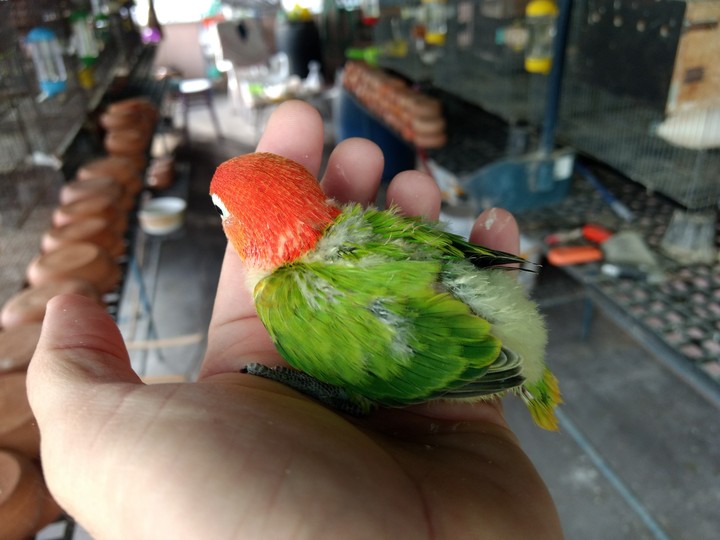 Green​ Opaline​